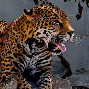 Meet your Posher, George